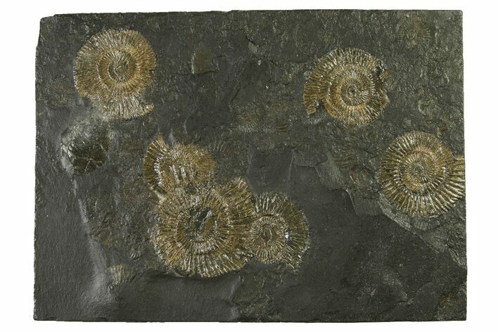 Fossil Ammonite (Dactylioceras) Cluster - Posidonia Shale, Germany #335108
